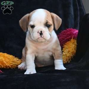 Oliver, Miniature Bulldog Puppy